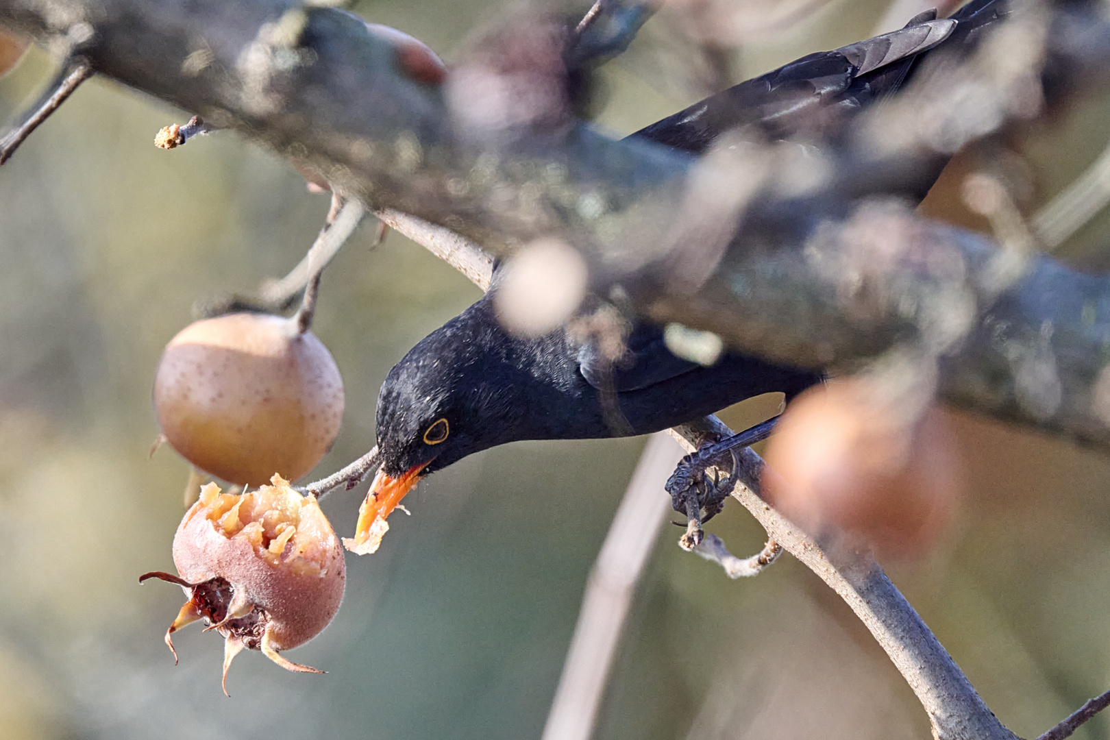 Amsel mag Mispeln