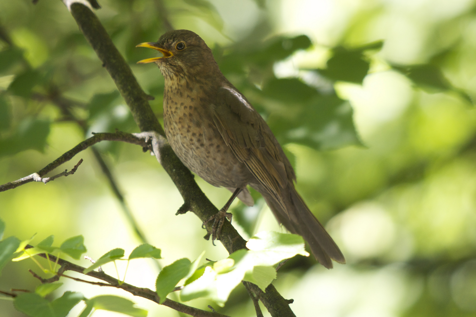 Amsel-Mama...................