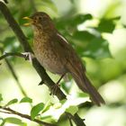 Amsel-Mama...................