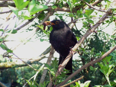 Amsel Mama