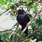 Amsel Mama