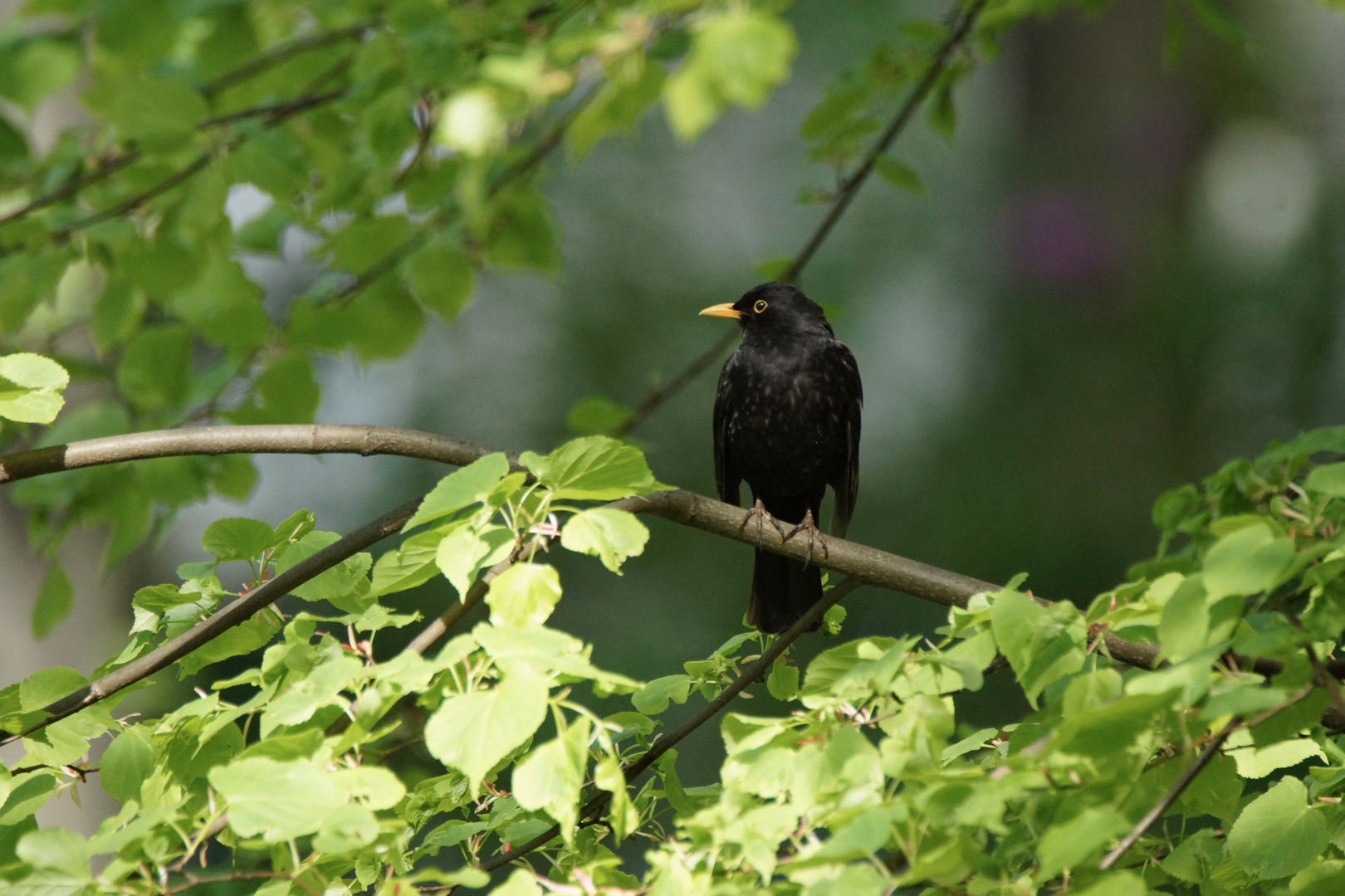 Amsel-Mann