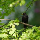 Amsel-Mann