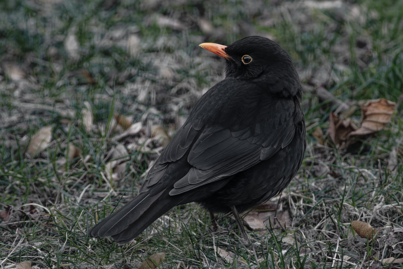 Amsel Mann