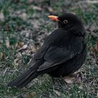 Amsel Mann