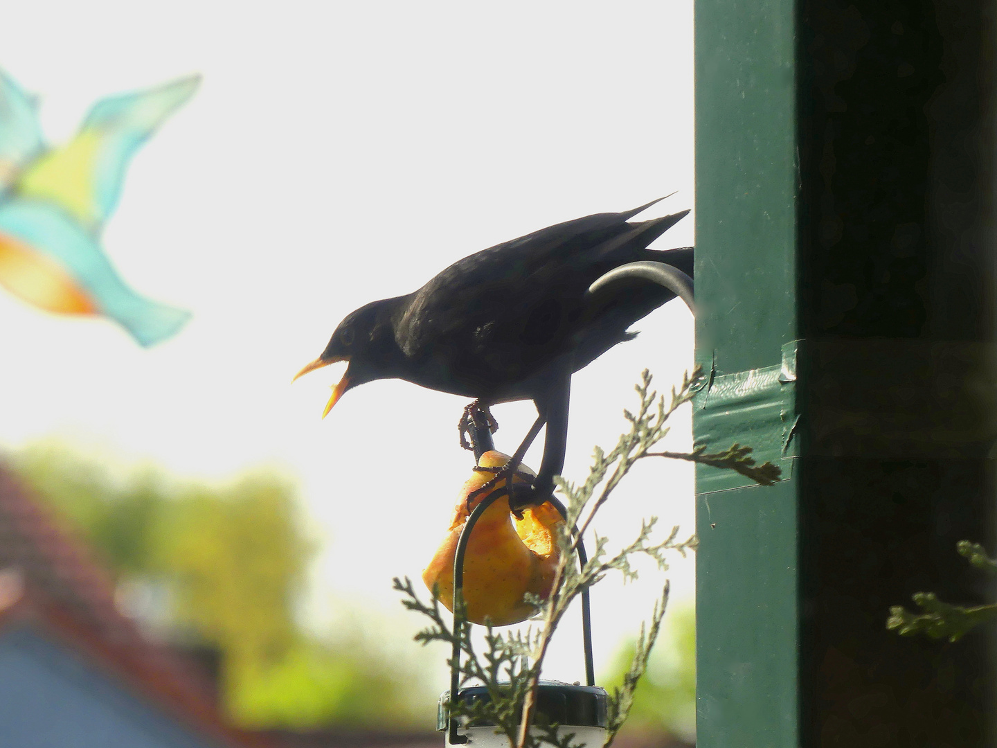 Amsel-Mann (Turdus merula) ...