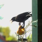 Amsel-Mann (Turdus merula) ...