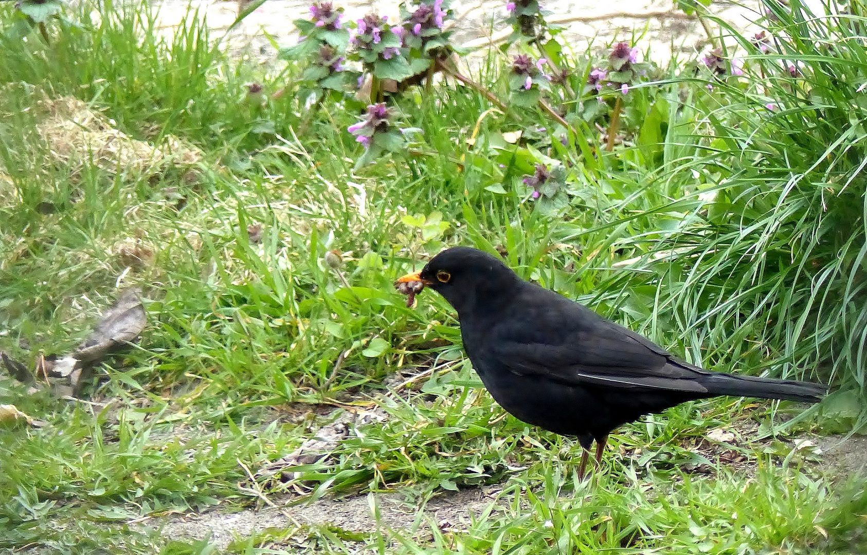 Amsel-Mann (Turdus merula)...