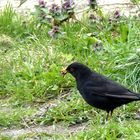 Amsel-Mann (Turdus merula)...