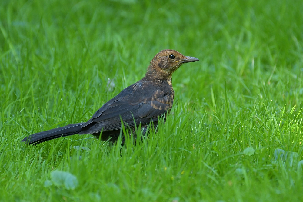 Amsel – Mausern