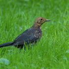 Amsel – Mausern