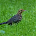 Amsel – Mausern