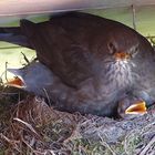 Amsel mit 4 Schnäbeln