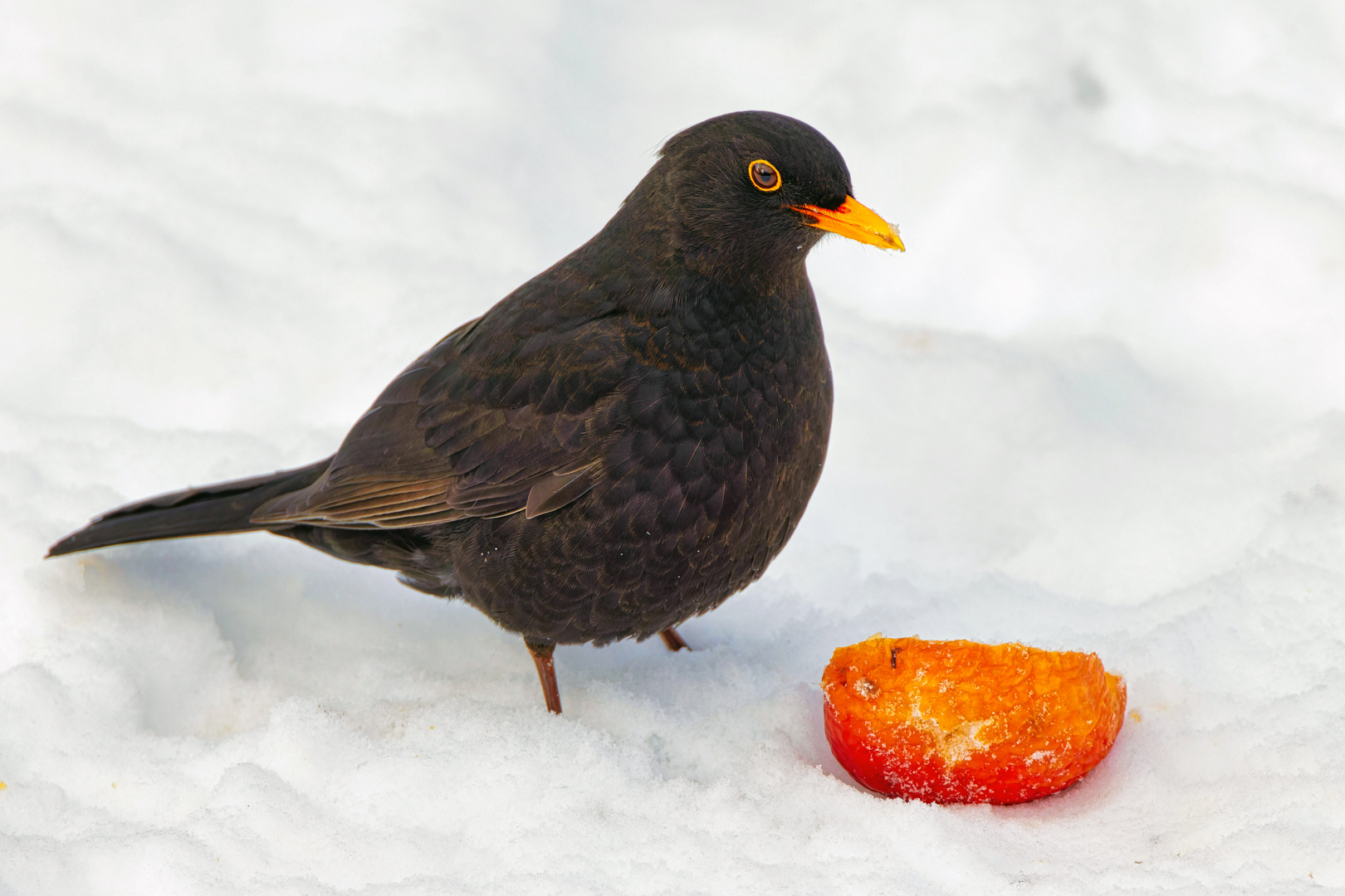 Amsel mit Apfelkompott