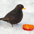 Amsel mit Apfelkompott