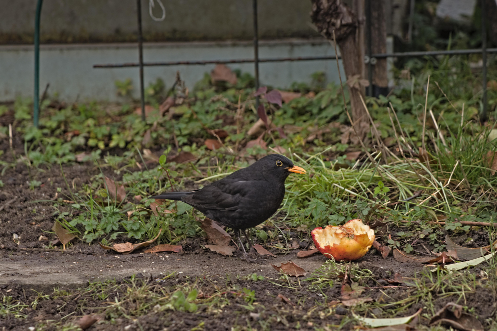 Amsel mit Appetit