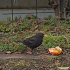 Amsel mit Appetit