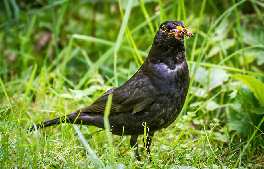 Amsel mit Baby Nahrung - sehr Eiweissreich