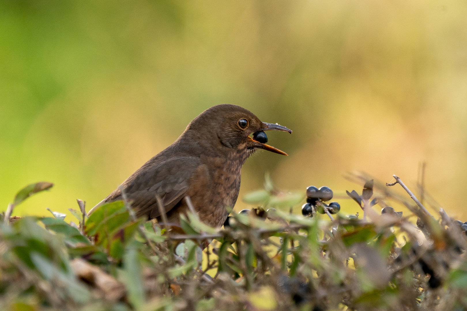 Amsel mit Beere