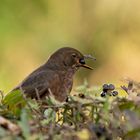 Amsel mit Beere