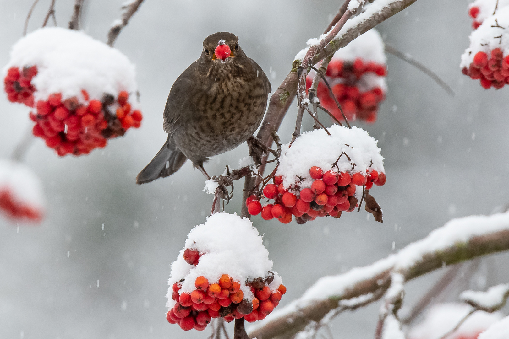 Amsel mit Beere