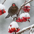 Amsel mit Beere