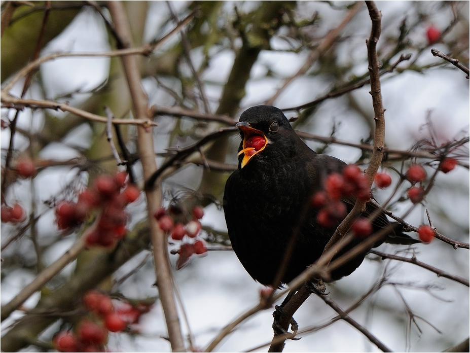 Amsel mit Beere