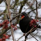 Amsel mit Beere