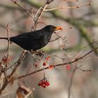 Amsel mit Beere