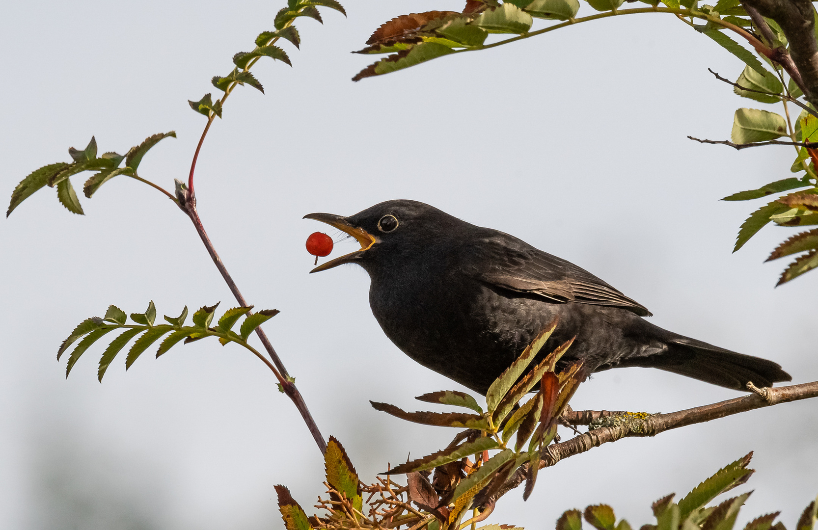 Amsel mit Beere ...