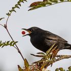 Amsel mit Beere ...