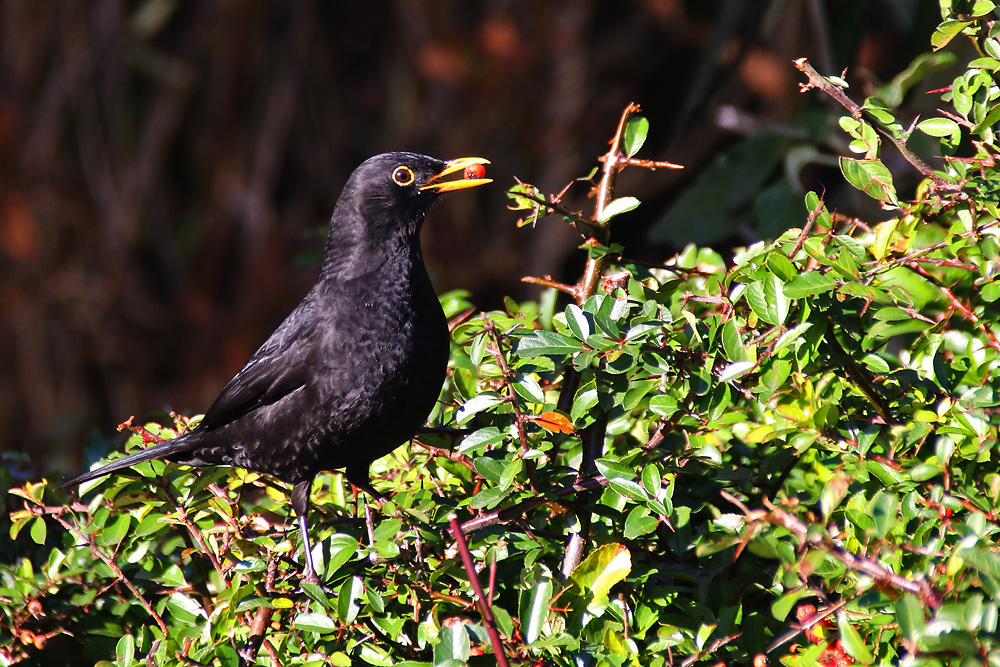 Amsel mit Beeren-Nahrung