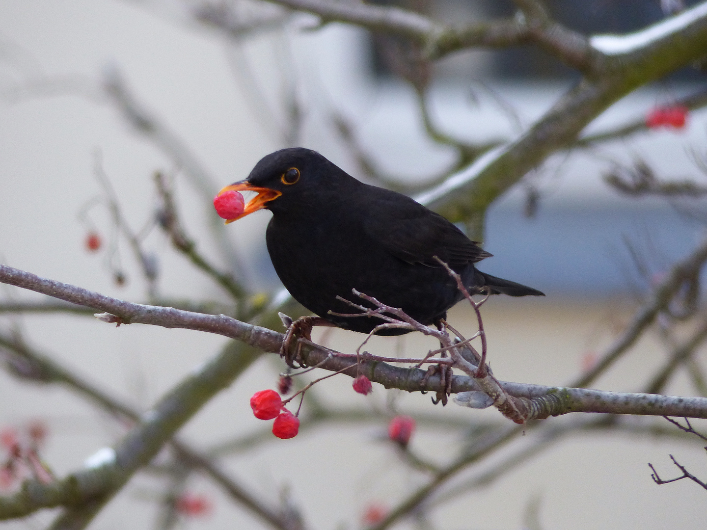 Amsel mit Beerenhunger