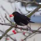 Amsel mit Beerenhunger