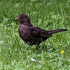 Amsel (?) mit Beute