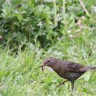 Amsel mit Beute