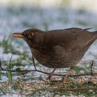 Amsel mit Beute