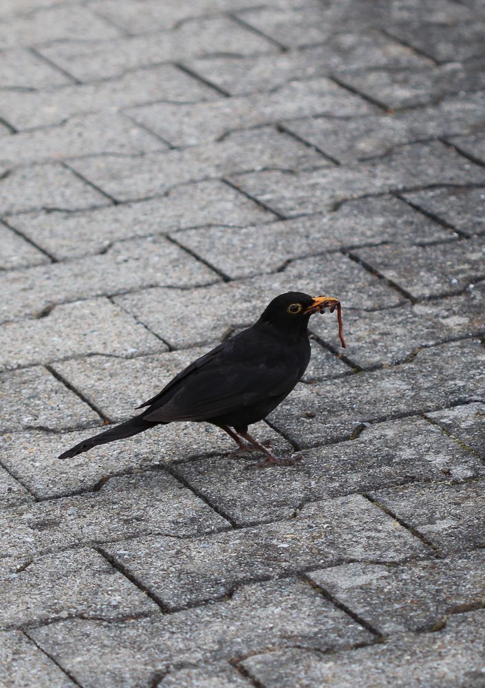 Amsel mit Beute