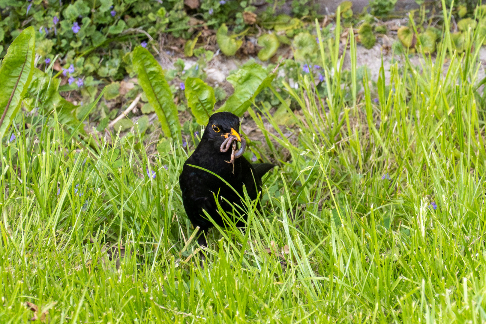 Amsel mit Beute