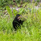 Amsel mit Beute