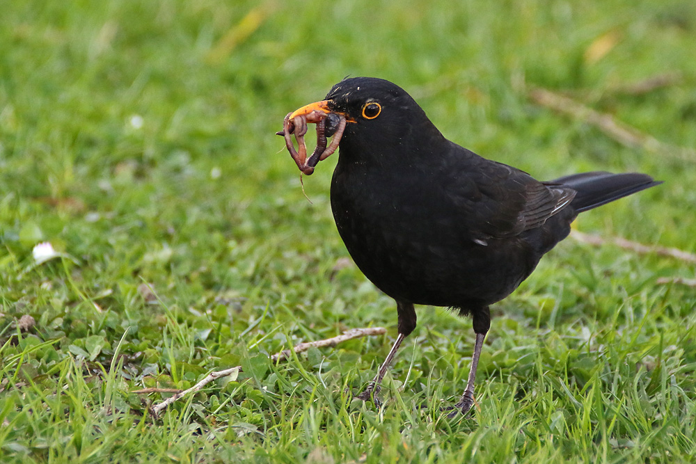 Amsel mit Beute im Schnabel