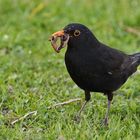 Amsel mit Beute im Schnabel