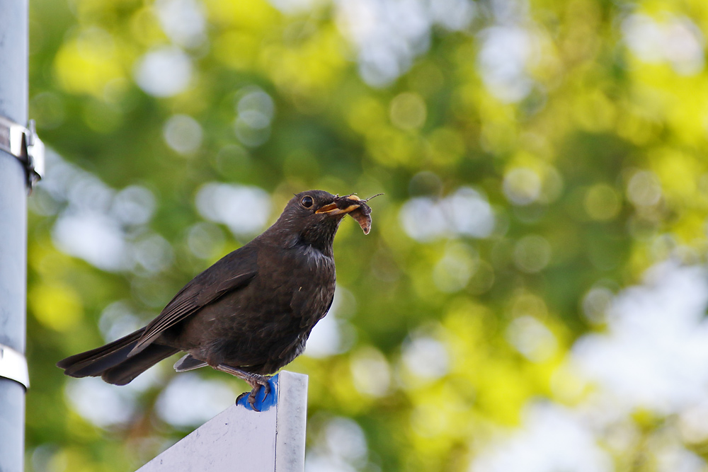 Amsel mit Beutefang