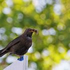 Amsel mit Beutefang