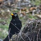 Amsel mit Brille