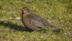 ~ Amsel mit Dorn ~