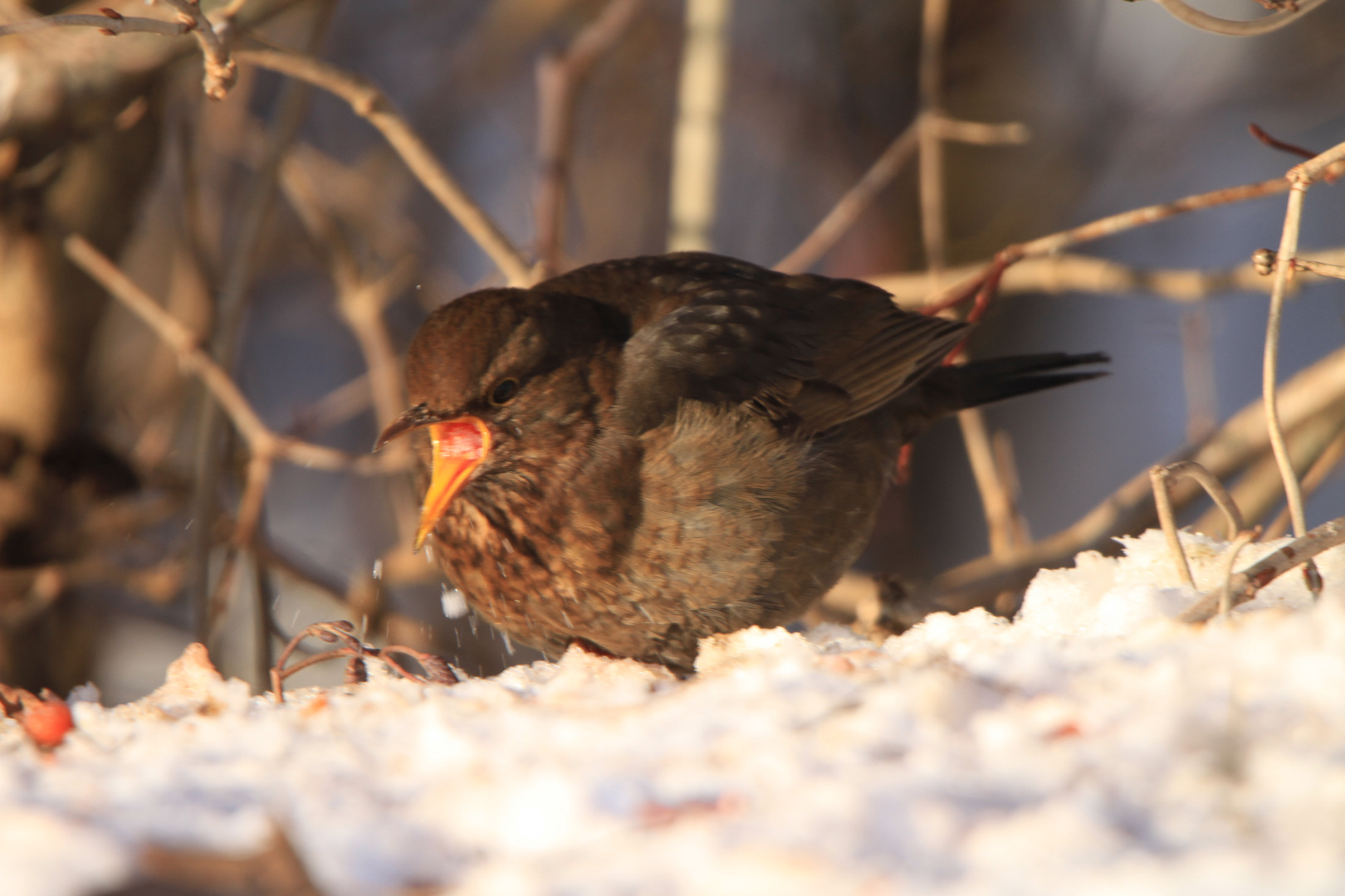 Amsel mit einer Beere vom Schneeball