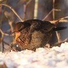 Amsel mit einer Beere vom Schneeball