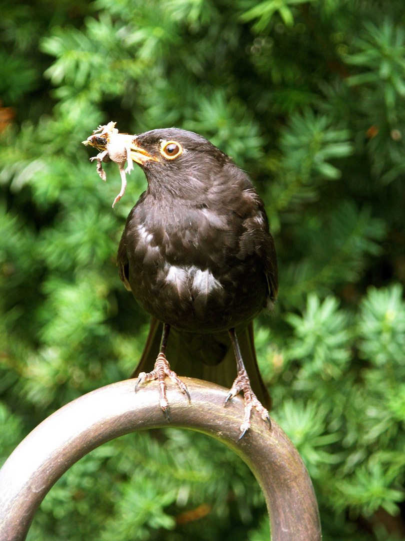 Amsel mit Frosch