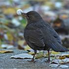 Amsel mit Frühstück